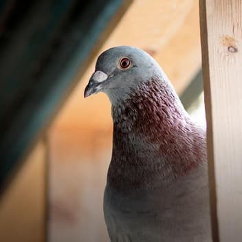 Pigeon